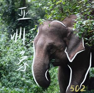 GQ记者✖️绿色和平潘文婧:追踪亚洲象和它们的家园
