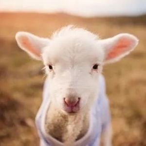 【0712】老外说 You're a sheep，难道在说“你是小绵羊”？！别自作多情了