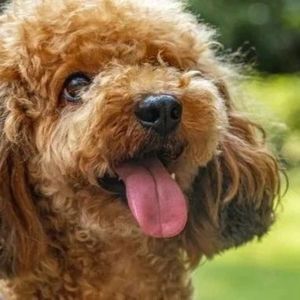 【0703】老外说 a dog's dinner 不是“狗的晚餐”，弄错可就尴尬了！