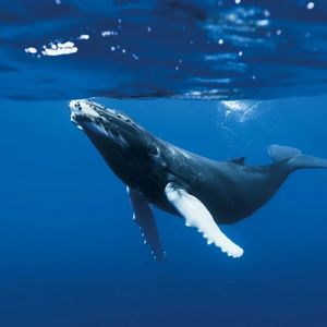 【0919】a big fish不是“一条大鱼”！弄错就尴尬了！