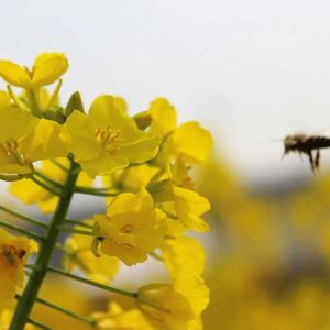 【0413】"smell the flowers" 不是“闻花香”，别闹笑话了