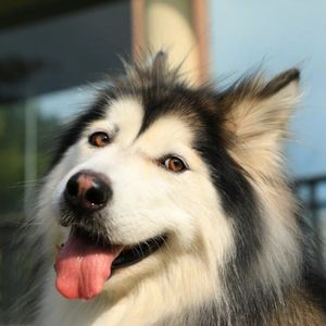 【0728】like a dog, like a god 到底什么意思？像狗又像上帝吗?