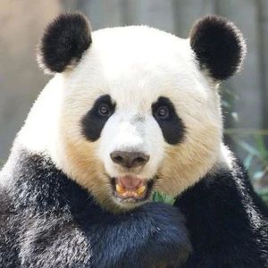 【0722】没有腰的大熊猫长什么样？网友：没有腰但有颜值呀！