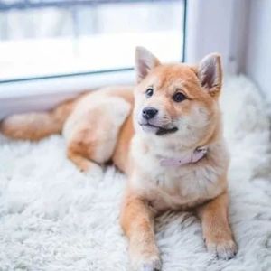 【0404】“狗改不了吃屎”英语怎么说？竟然和 "dog"没关系！