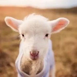 【0407】老外说 You're a sheep，难道在说“你是小绵羊”？！别自作多情了！