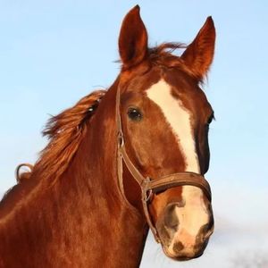 【0526】horse是“马”，那老外常说的Hold your horses又是什么意思呢？