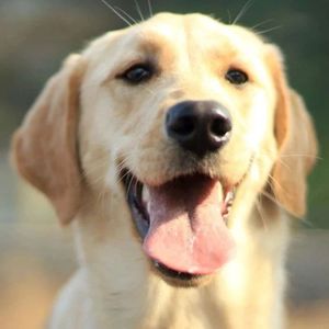 【0902】老外说“old dog”可不是骂你是条“老狗”！谁生气谁尴尬