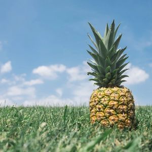 【0424】孔融让菠萝，不让梨？菠萝为什么是 Pineapple ?