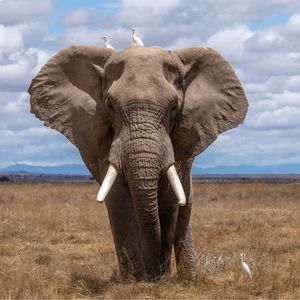 【0326】elephant in the room 不是房间里有大象，真正意思有点尴尬