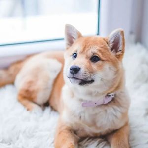 【0623】记住，“work like a dog”不是“像狗一样工作”