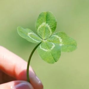 【0228】An arm and a leg千万别理解成“一个胳膊一条腿”