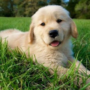 【0120】I like dog 根本不是“我喜欢狗”！千万别搞错了