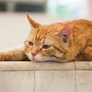 一到周五就开“摆”？“摆烂”英文该怎么说？