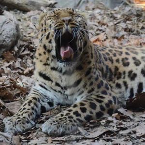 红山&长隆&上海动物园：神奇动物在哪里？|052