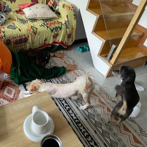 如果可以不受限，你想成为哪种运动的奥运选手？