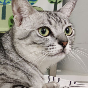 003. 不育鸡娃，只育猫娃狗娃