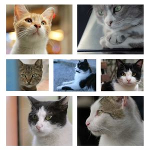 S1. E16《伊斯坦布尔的猫》城与猫，猫与人，人与城