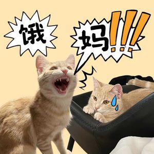 S2.E03 人类需要猫咪，正如母亲需要孩子 |【啊！是猫咪呀】