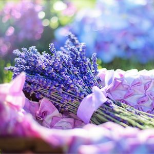 Vol.10 | 新鲜空气是紫色的。紫色的花竟各有各的香气？