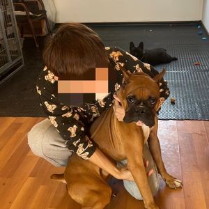 石周记Vol46:宠物寄养大佬姜---我在北京五环内遛二十条狗