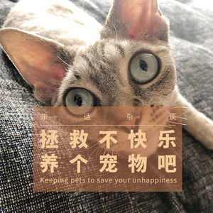 VOL.8 拯救不快乐，养个宠物吧