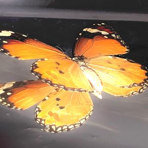 E22 | 盛夏来临，该选哪一首歌作为你的夏日单曲？