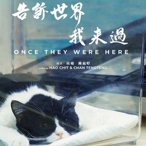 流浪动物,赛狗犬去留,安乐死,动物诊所的日与夜| 凹凸TOALL 第87期