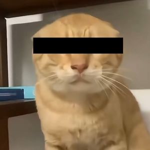 第127集：圆头耄耋的死与生