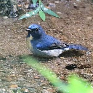 Vol.143自然观察入门，一个人去公园能干什么？