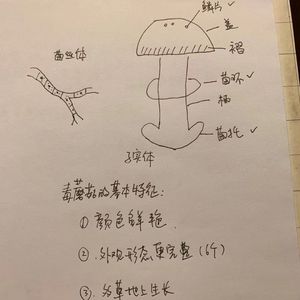 从菜街到厨房-05 菌子：一年一会，明年再会