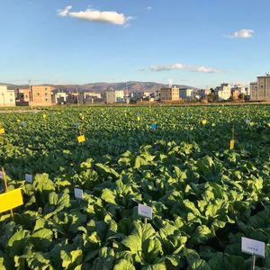 串台特别节目：从产地到餐桌—弥渡腌菜侦探之旅