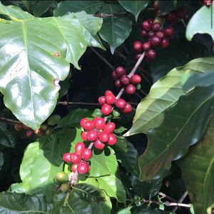 从菜街到厨房-19 保山蒲缥和潞江坝，热带作物与温泉之旅