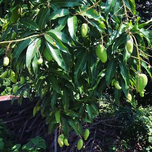 从菜街到厨房-24 穿过北回归线，去真正的热带！元江墨江真好吃