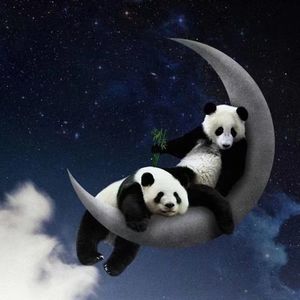 Ep.66 官方站姐说熊猫：它就是靠懒活了八百万年