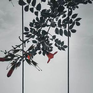 022 「人类研习社」叶子： 舒婷《致橡树》