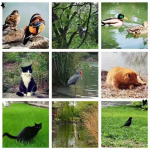 2021 ep62 慢时光中的燕园生灵：在夏日里捕捉可爱和欢喜