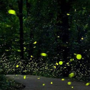 文海星空 | 黑暗林中看星光