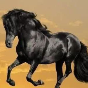 文海星空 | 黑骏马