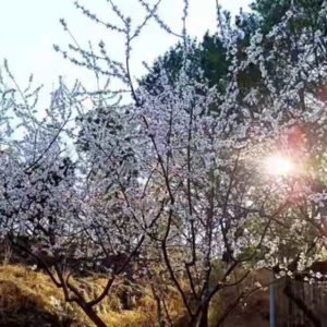 2021 ep26 燕园的花草树木，是春天最美的伙伴