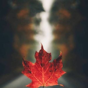 追影者 | 11月电影资讯+你好，之华