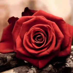 2021 ep31 玫瑰与浪漫：走进法语诗歌世界