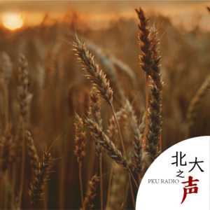 二十四节气｜芒种