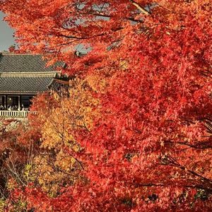 No.29-【旅行笔记】之一座满足了枫叶幻想的城市 是晚秋的京都