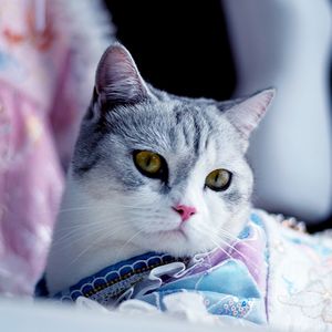 VOL.2丨年轻人，先养好自己还是先养好宠物？