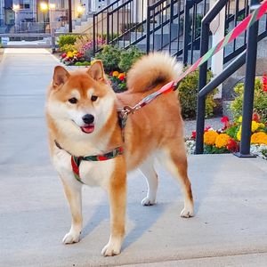 53_我在美国养柴犬