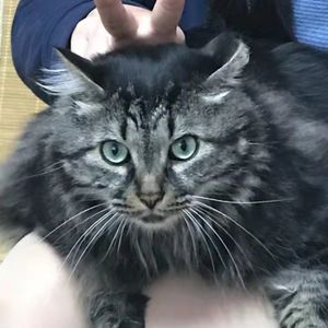 MC访谈008(2):叫起来汪汪的黑社会猫居然变身为粘人小嗲精