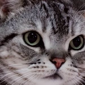 MC访谈008(1):强抢民猫VS诱猫深入,两个故事两种风格