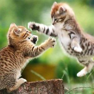 MC访谈007:名人也猫奴(中)丰子恺,钱钟书,徐悲鸿,老舍,马未都,张译秦岚胡歌