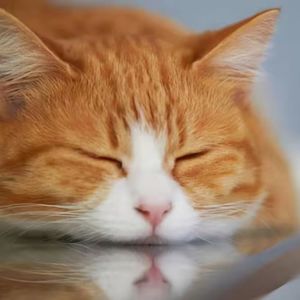 含MC访谈004:撸猫族冬天必做的10件事(除了自家猫,也关爱一下流浪猫们)