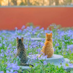 我家老猫咪生日,祝老宝贝们健康快乐,也祝你家宝贝一样健康快乐